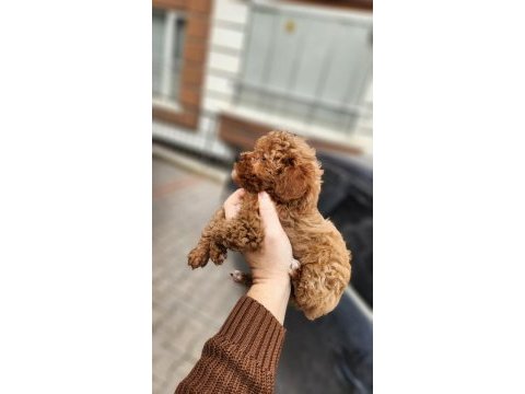 2 aylık aşıları tam 2.5 kilo garantili micro poodle