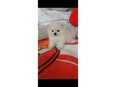 Pomeranian boo 55 günlük