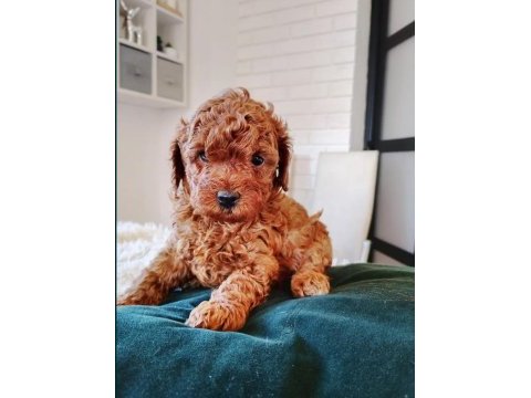 Toy poodle mükemmel yavrular
