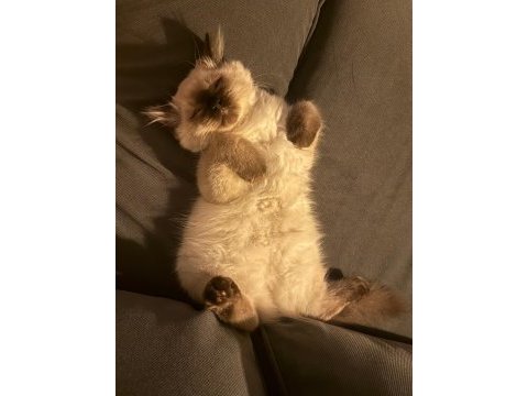 British longhair blue point 3 aylık erkek