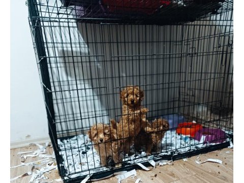 Anne 3.500 kg baba 4.700 gr toy poodle yavrularım