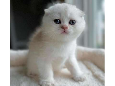 Top kafa pamuk minnoş scottish fold