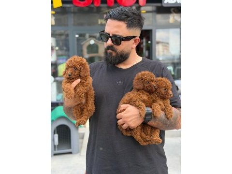 Ankaranın tek pet danışmanlığı 