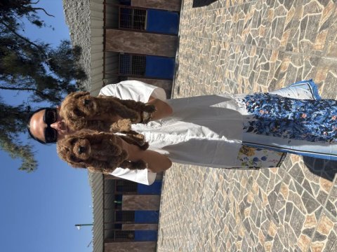 Maltipoo yavrularım sağlık ve ırk garantilidir