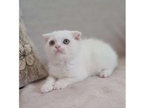 Karbeyaz scottish fold erkek