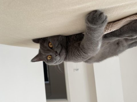 9 aylık eğitimli british shorthair (cins kedi)