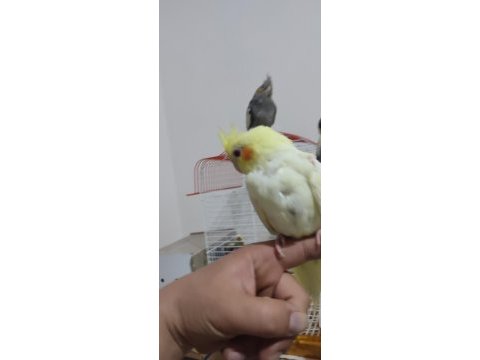 Sultan papağanı 2 aylık buca