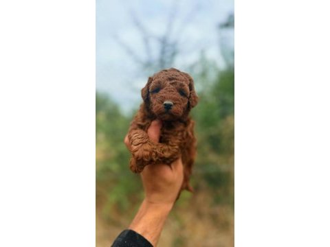 Kore toy poodle
