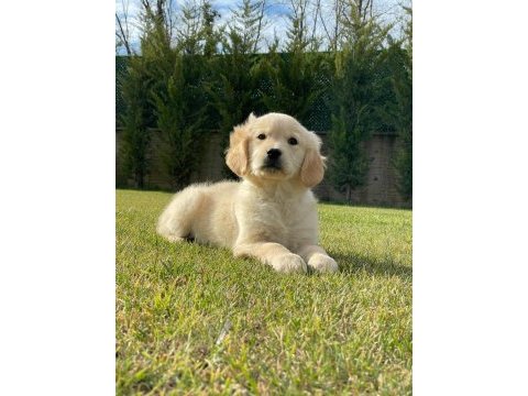 Baby face golden bebeklerimiz aşıları tam
