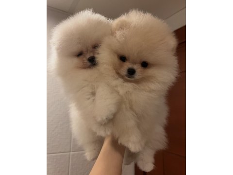 Pomeranian ayı yavrumuz