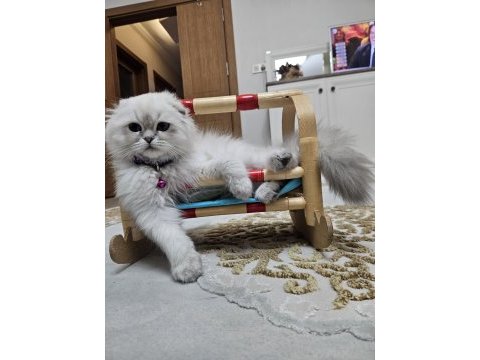 Scottish fold blue point beyaz