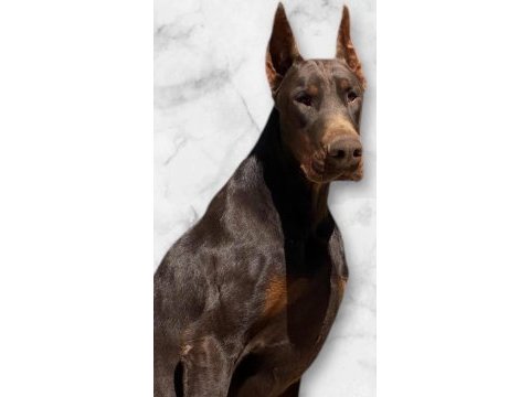 Çocuklarla arası mükemmel aile dostu european doberman