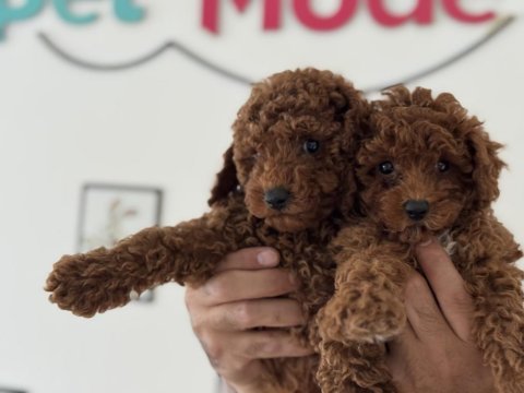 Petmode köpek çiftliğinde ziyarete açık toy poodle