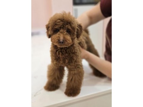 Teddy face red toy poodle