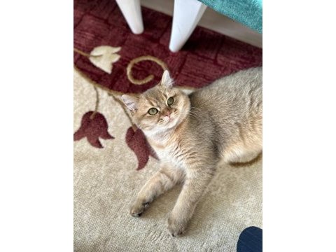 Golden ny12 british shorthair