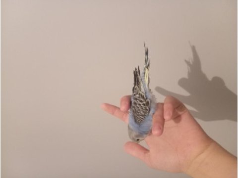 Ele alışık konuşan jumbo muhabbet kuşu yavru