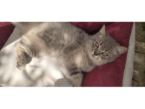 British shorthair yavrumuz dişi