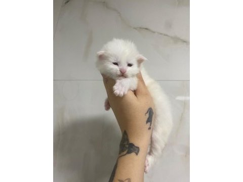 2 aylık safkan maine coon yavrularımız