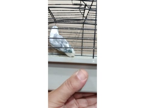 Pied erkek forpus cep papağanı