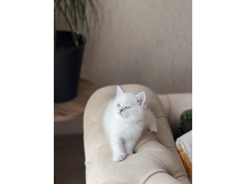 Üst düzey british shorthair yavrum