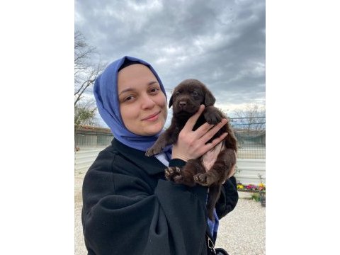Labrador yavrularımız
