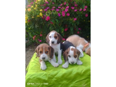 Safkan beagle yavrularımız