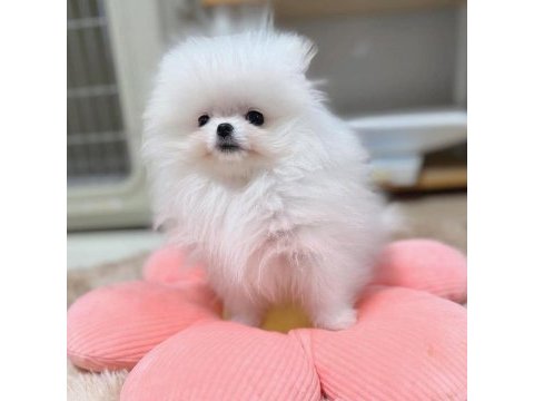 2 aylık moskova kökenli pomeranian boo yavruları