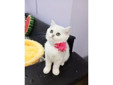 Safkan silver chinchilla rengi yavrular catteryden