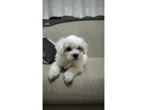 Kar beyaz maltese yavrular