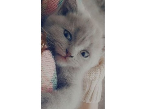 Yavru scottish fold kediler