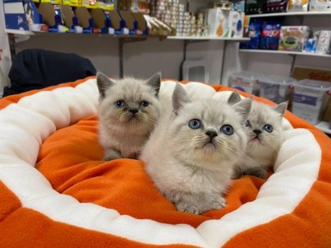 A kalite orjinal british shorthair yavrular