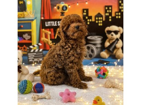 Kore poodle yavru