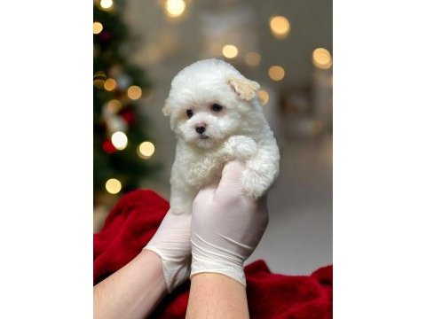 Teacup maltipoo son dişi yavrumuz