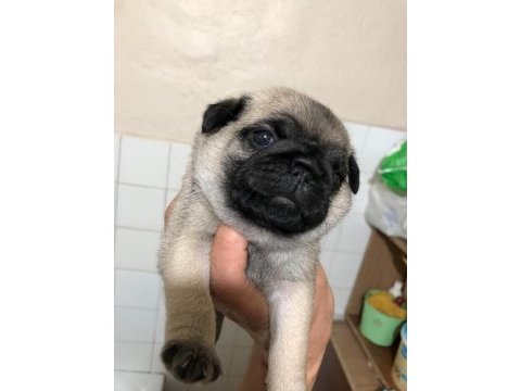 Pug miniklerim ailesini arıyor