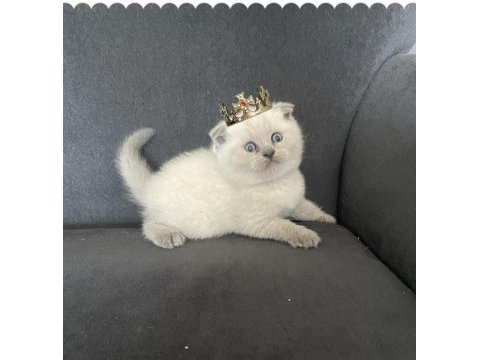 Orjinal sağlıklı garantili scottish fold yavrular