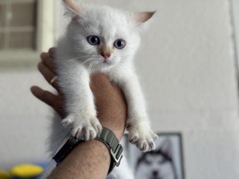 Ankaranın en güzel british shorthair yavruları