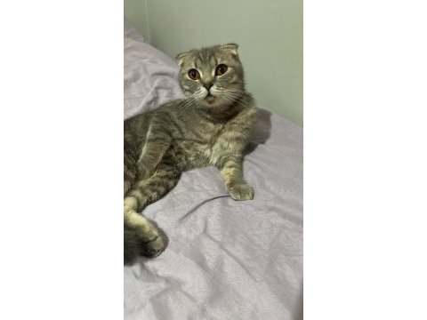 Scottish fold 7 aylık dişi