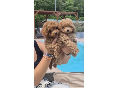 Eğitilebilir toy poodle yavruları ile evinize neşe katın