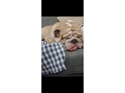 Premium egzotik ingiliz bulldog özel dost