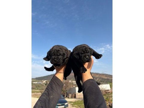Irk garantili cane corso yavrular – özel bakımlı