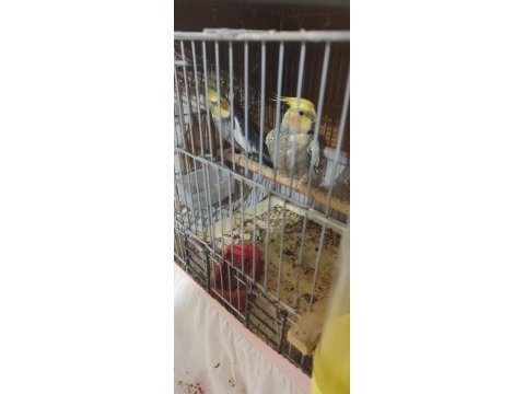 Yavru alışmış damızlık cif sultan papağanı