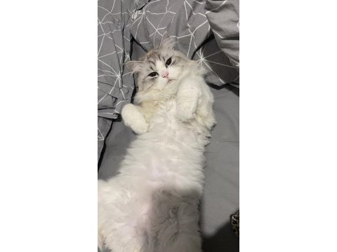 British longhair kediler
