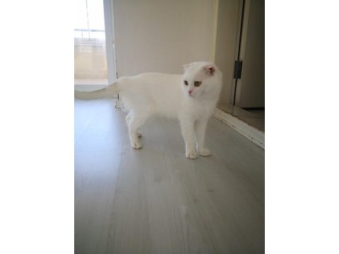 1,5 yaşında beyaz scottish fold leon
