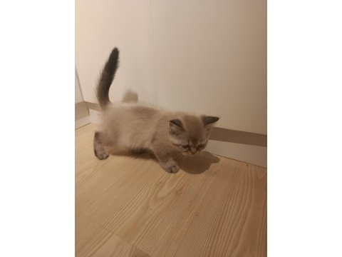 3 aylık british shorthair yavrular