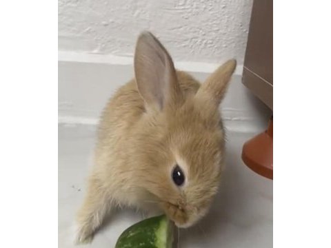 Sevimli tavşanımıza yeni bir yuva arıyoruz!