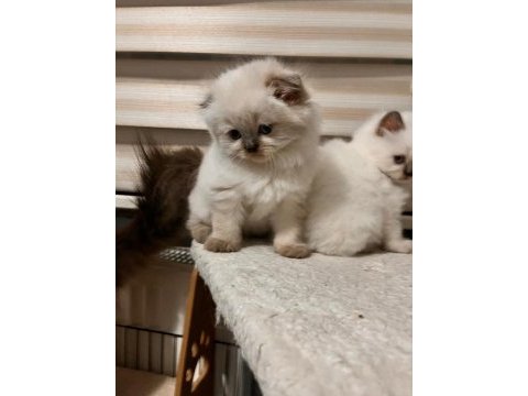 British longhair yavrularımız sahiplerini bekliyor