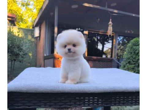 Sağlık ve ırk garantili pomeranian