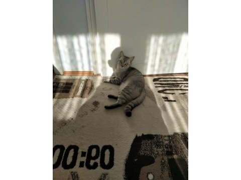 Kedimize yeni sahip arıyoruz