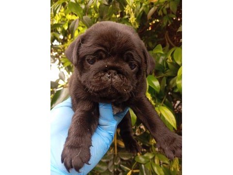A kalite sıfır burun pug bebekler ırk ve sağlık garantili