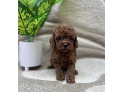 Reb brown toy poodle bebekler